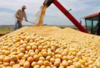 中国抢购四个半月来最大一笔美国大豆