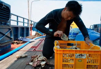 海底捞财！新加坡现两艘沉船 大量中国古瓷出水