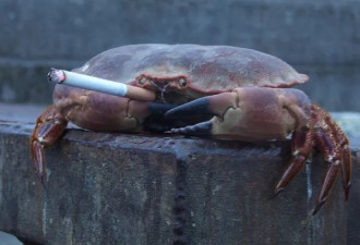 请不要在海滩上抽烟，澳洲的螃蟹已经上瘾了