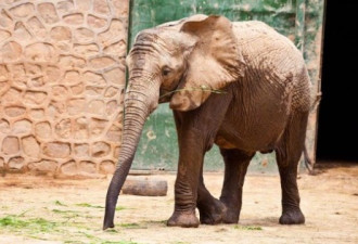 郑州动物园17岁大象因病抢救无效逝世 死因公布