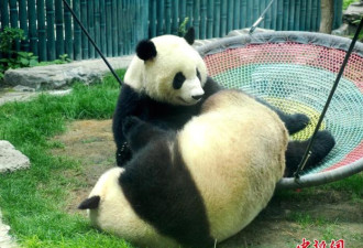 大熊猫数量增加 中国宣布这个国宝不再濒危