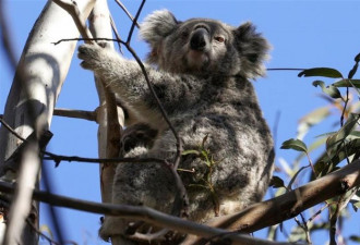 考拉面临灭绝！澳洲动物保护人士指责政府