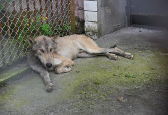 网友说哈尔滨村庄里出没的狼很忧郁 饿怂了