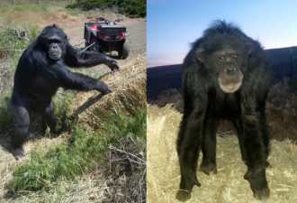 养了17年黑猩猩疯狂啃咬主人女儿 被警一枪射杀