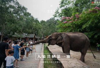云南大象家族出走地：它们吃了村民二三十年