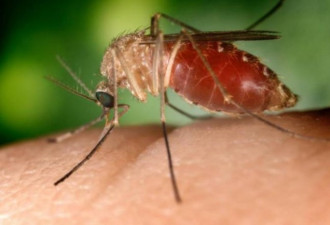 全美7州发现携带西尼罗病毒蚊 恐致瘫痪死亡