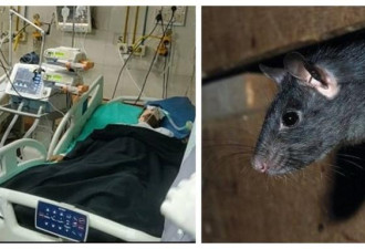 骇人听闻 孟买医院重症监护病人被老鼠咬伤后亡