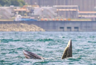 时隔16年布氏鲸再现深圳 官方紧急提醒