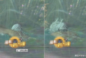 张静初游泳被拍:穿镂空泳衣身材丰腴和帅哥聊天