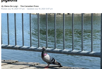 多伦多拟议禁止市民喂鸽子