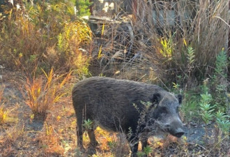 福岛发现新品种野猪 疑是&quot;核污野猪与家猪&quot;后代