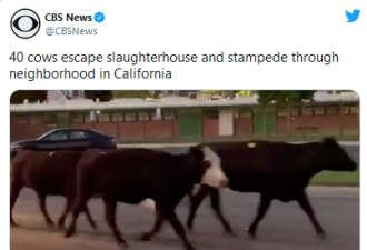 洛杉矶40头奶牛集体逃离屠宰场 社区狂奔