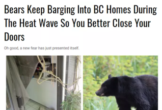 一天三起！加拿大黑熊闯入居民家中吹空调！
