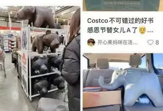 万锦Costco惊现网红大象板凳，华人冒雨抢购！