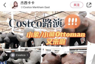 万锦Costco惊现网红大象板凳，华人冒雨抢购！
