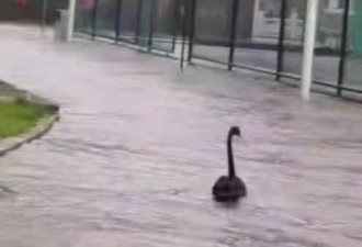 郑州大学被淹 黑天鹅都游出来了 学生屯方便面