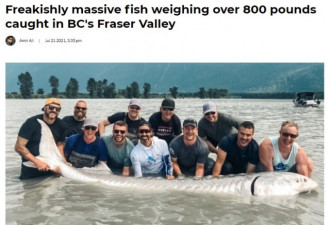 卑诗河中捕获重达800磅、百岁高龄大鱼