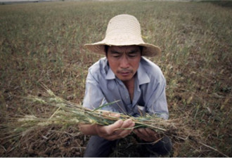 中国到底多缺粮 企业赴海外囤田？