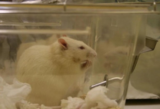 公鼠怀孕实验引发伦理争议 论文作者称已撤稿