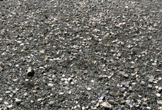 美国养殖场大量蛤蜊被热浪烤熟 海滩上密密麻麻