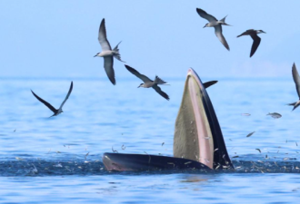 8米长鲸鱼在深圳逛吃一周 每天吃180公斤鱼