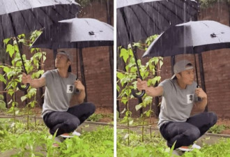 谢霆锋雨中给农作物打伞被骂 网友:儿子都不管