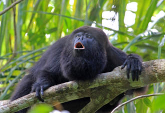 疫苗困局下挣扎的巴西：总统就是一只吼猴