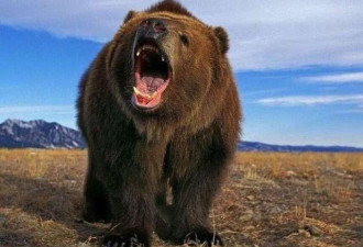 俄罗斯夫妇为躲避棕熊袭击 在树上睡了十天十夜