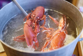 不人道!怕龙虾疼，英国计划禁止烹煮活龙虾