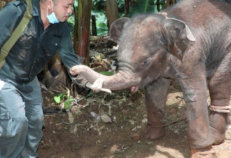 小象受伤遭象群遗弃 捆绑带回救治 喝下2壶羊奶