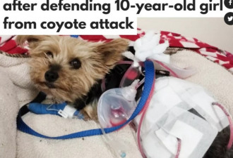 小狗为救华裔女孩与郊狼搏斗 重伤后获捐款过万