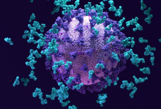 美国发现超级抗体能对付各种病毒变体