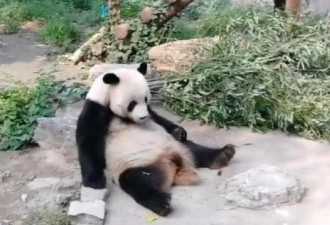 为哄娃拽下孔雀羽毛 景区工作人员痛心网友怒了