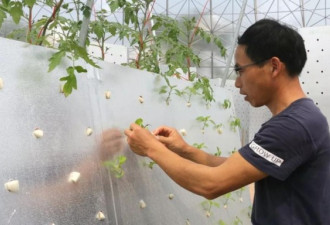 浙江农民“空气种菜”亩年产5万斤 像未来世界