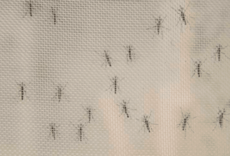 美国多地出现致命蚊子这两州又有超级真菌蔓延