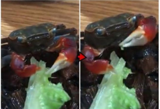 网民拍下宠物螃蟹优雅食生菜 一改固有霸气形象