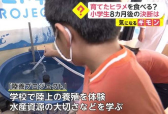 命令小学生吃掉自己养8月宠物鱼 日本学校惹议