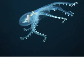 罕见玻璃章鱼现踪太平洋 深海身影让人看呆
