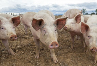 德国非洲猪瘟恐传入新西兰，猪肉行业出现恐慌