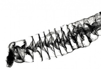 无需解剖研究人员创建出鲨鱼肠道高分辨率3D图