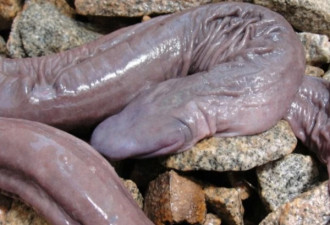阴茎蛇入侵美国 最长1.5m 科学家急追神秘源头