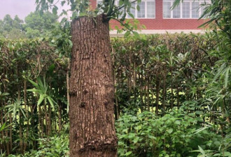 上海男买香樟树种别墅里 修枝被城管开万余罚单