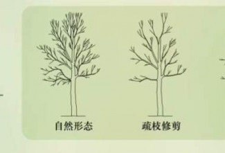 上海男买香樟树种别墅里 修枝被城管开万余罚单