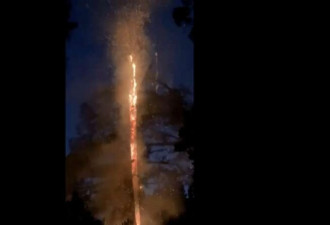 难得一见!实拍加州200岁松树被闪电劈成两半