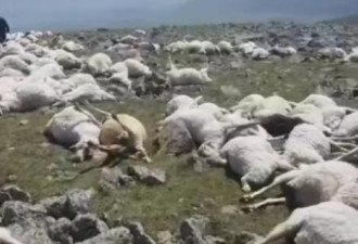 恐怖场景：两次雷击后 550只羊尸横山野