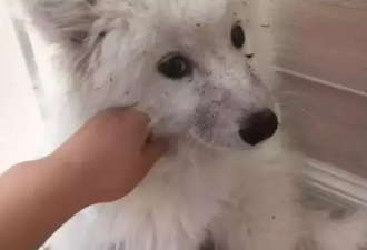 萨摩拆家小能手？堪比二哈，雪橇三傻是一家！