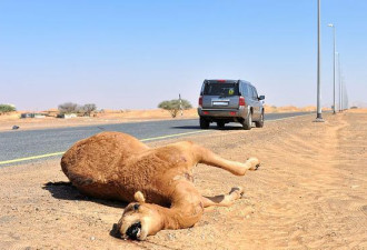 阿拉善骆驼从无人饲养到数量暴增,发生了什么?