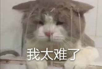 那些还在澳洲的留学生，现在都怎么样了？