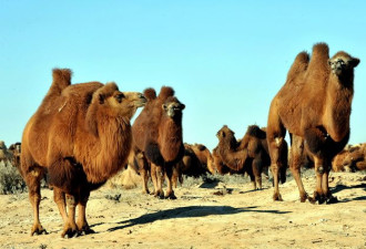 谢大脚车祸背后：阿拉善骆驼为何上公路散步