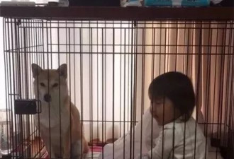 小女孩进笼子里找柴犬玩 反倒被狗狗关在笼子里